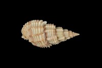 藏品(木賊峨螺)的圖片